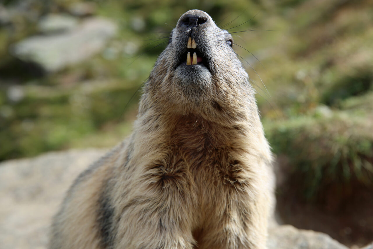 12 Fun Facts About Groundhogs