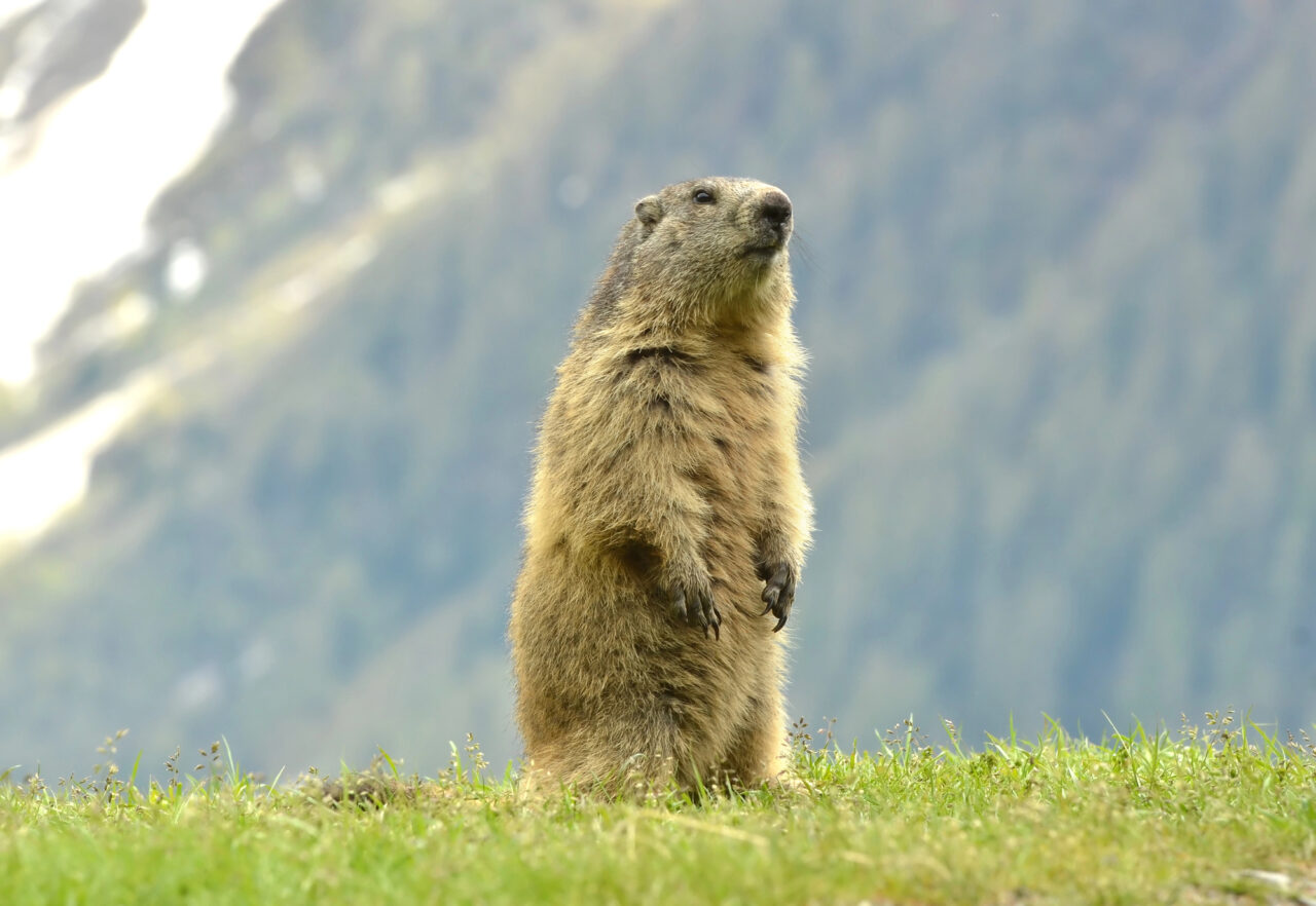 12 Fun Facts About Groundhogs